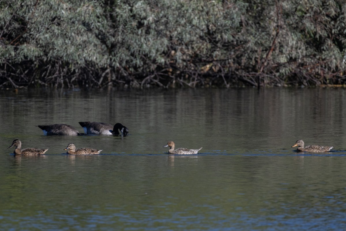 Шилохвіст північний - ML646714453