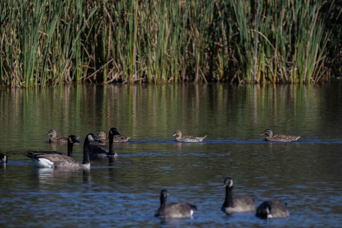 Шилохвіст північний - ML646714454