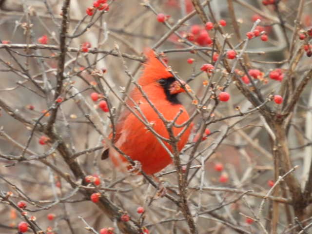 Кардинал червоний - ML646714455