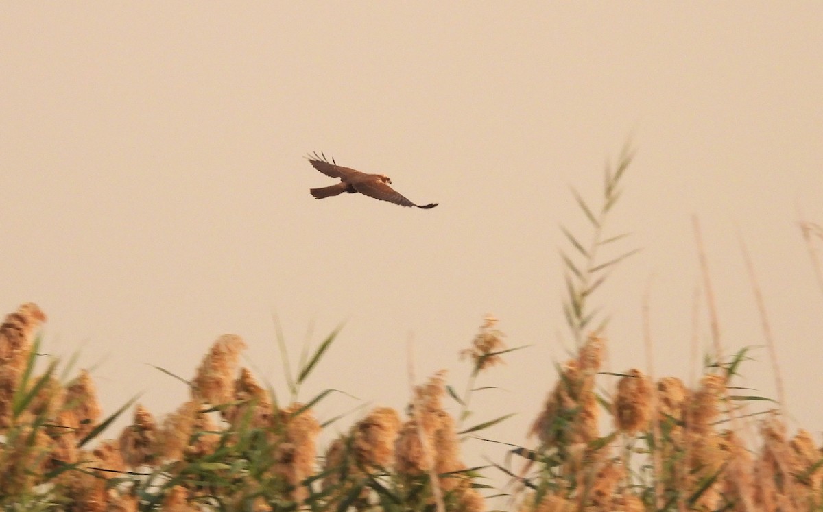 Лунь очеретяний - ML646714458