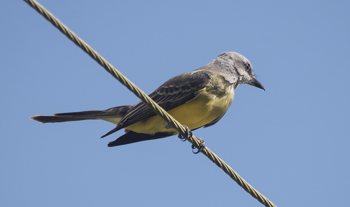 Tropical Kingbird (South American) - ML646714459