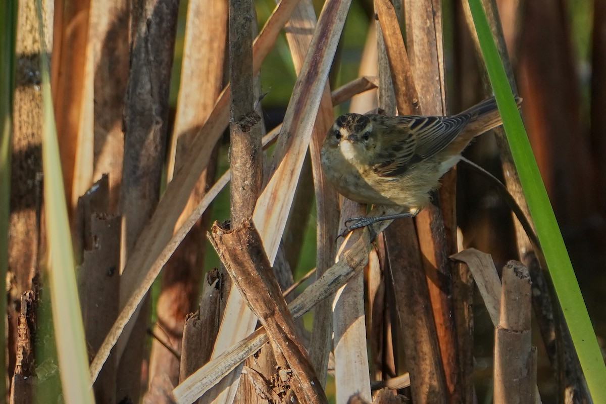 Очеретянка лучна - ML646714460