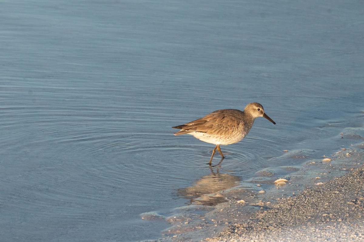 Побережник ісландський - ML646714461