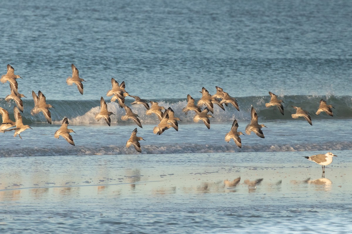 Побережник ісландський - ML646714462