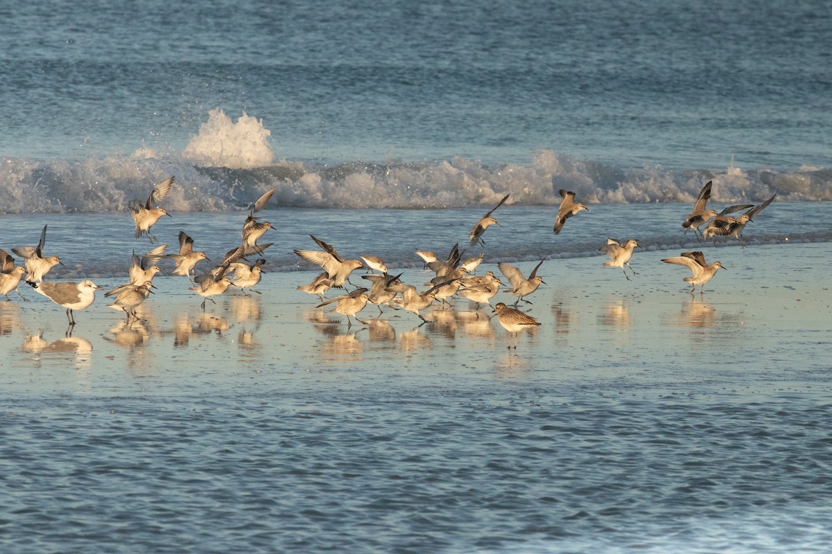 Побережник ісландський - ML646714463
