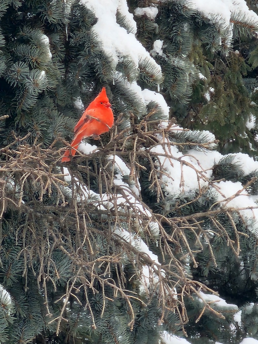 Кардинал червоний - ML646714464