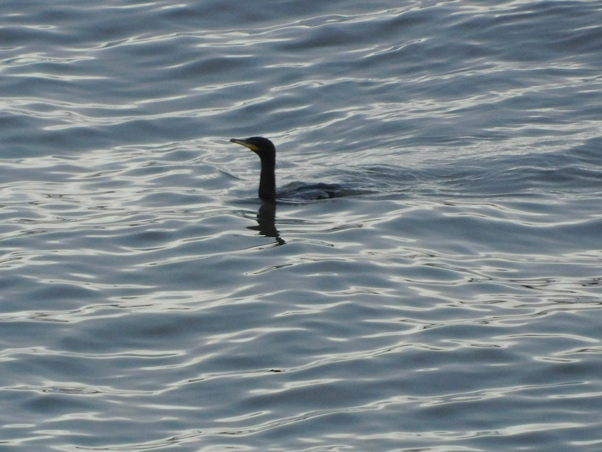 Neotropic Cormorant - ML646714465