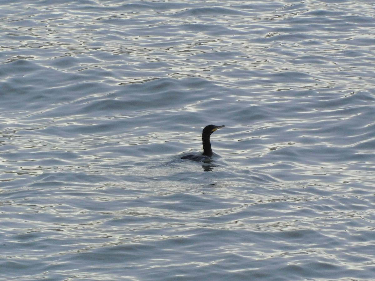 Neotropic Cormorant - ML646714467