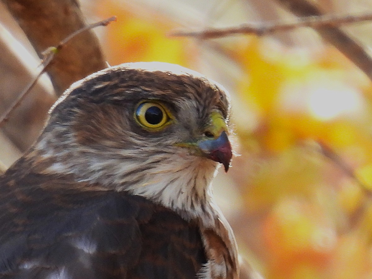 Яструб неоарктичний - ML646714468