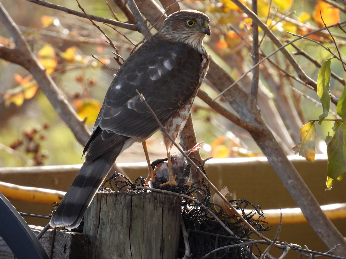 Яструб неоарктичний - ML646714469