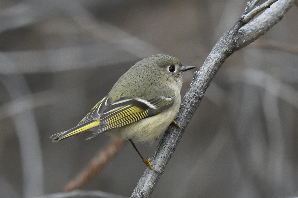 Золотомушка рубіновочуба - ML646714470