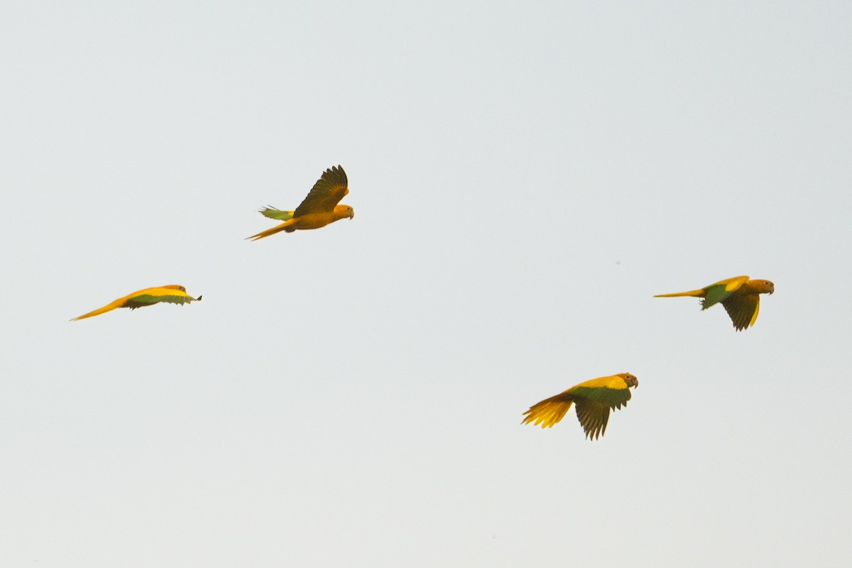 Гуаруба - ML646714471