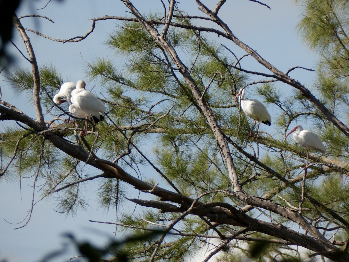 Ібіс білий - ML646714472