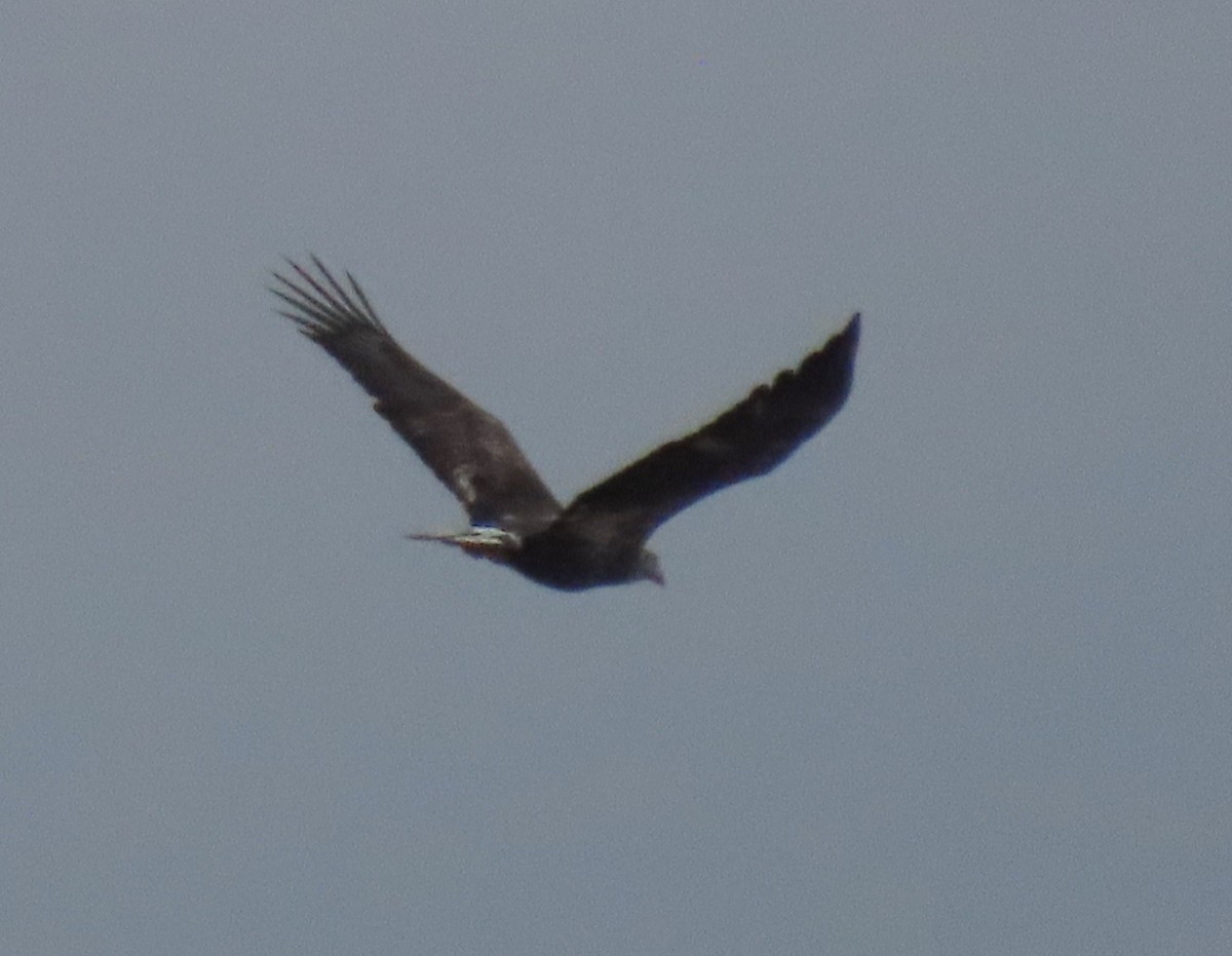 Орлан білоголовий - ML646714473