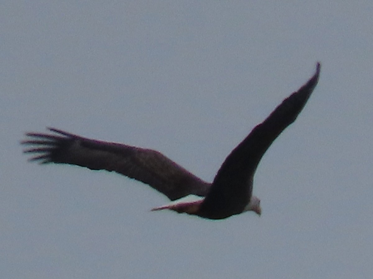 Орлан білоголовий - ML646714474