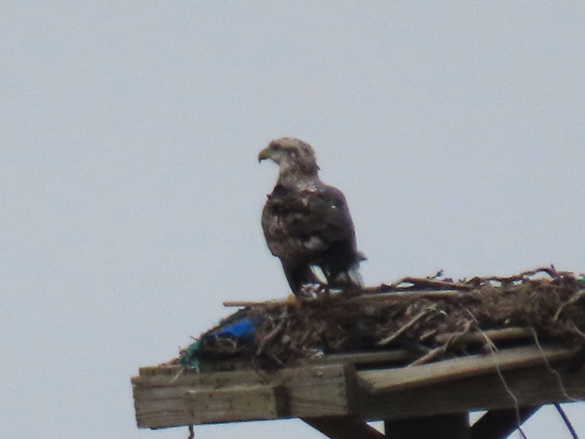 Орлан білоголовий - ML646714475