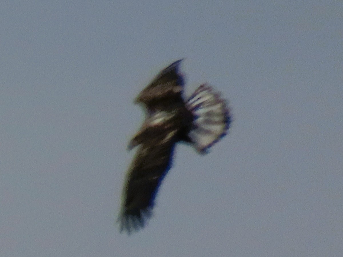 Орлан білоголовий - ML646714476