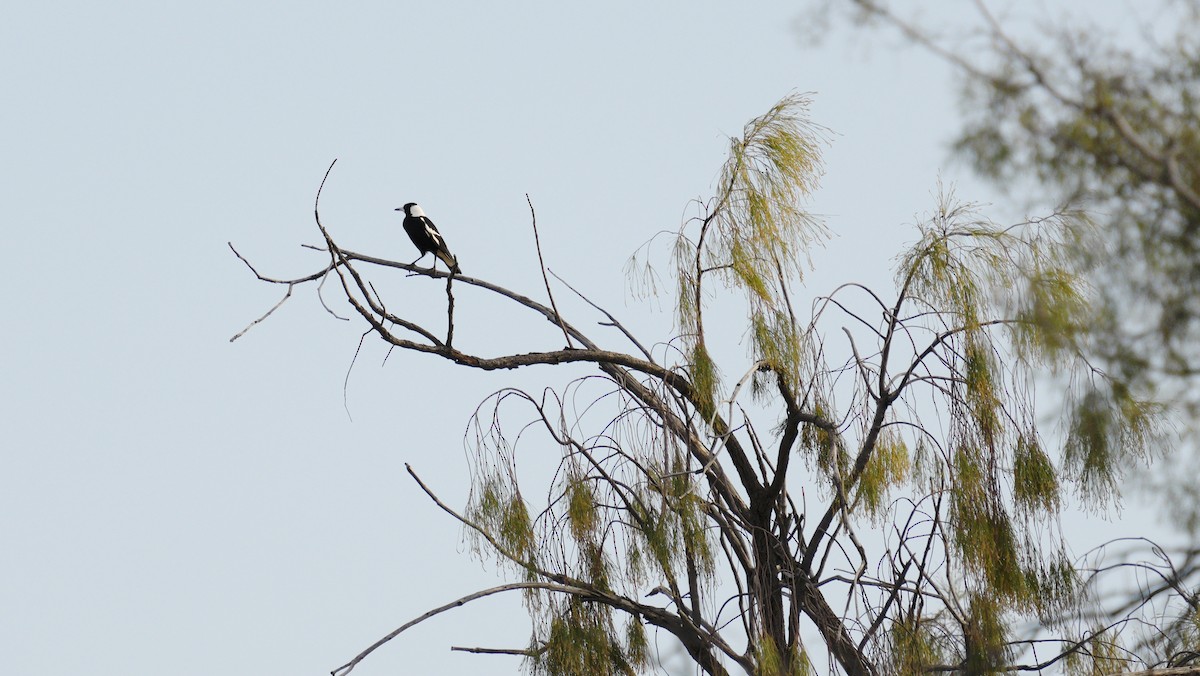 Australian Magpie - ML646714477