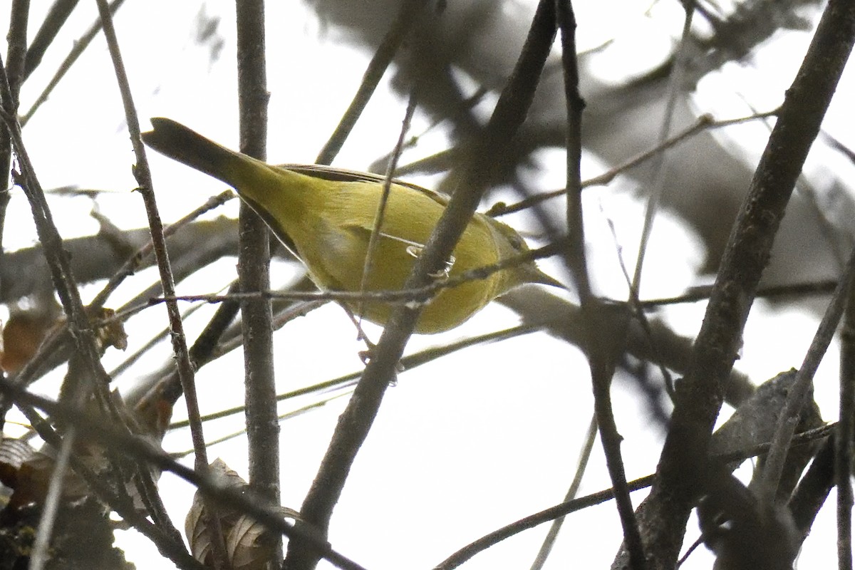 サメズアカアメリカムシクイ - ML646714482