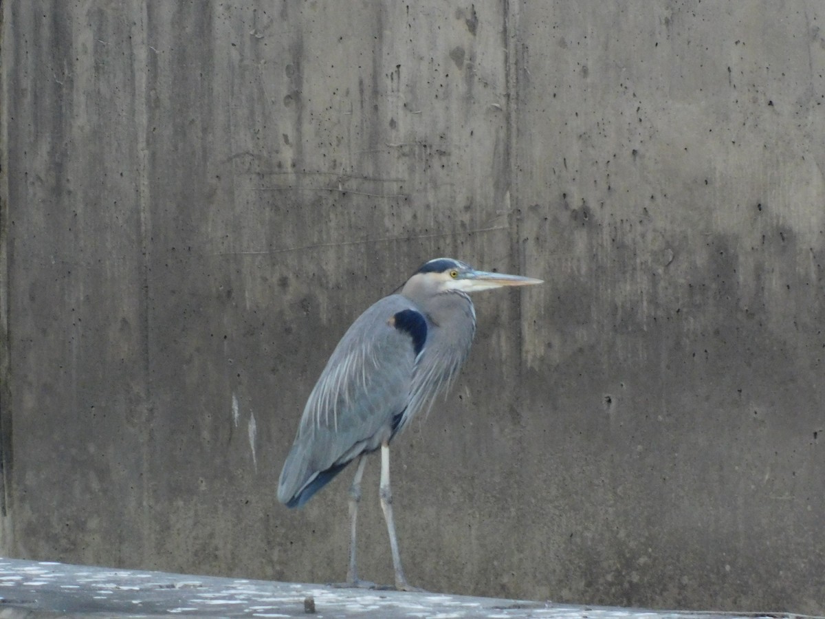 Great Blue Heron - ML646714485