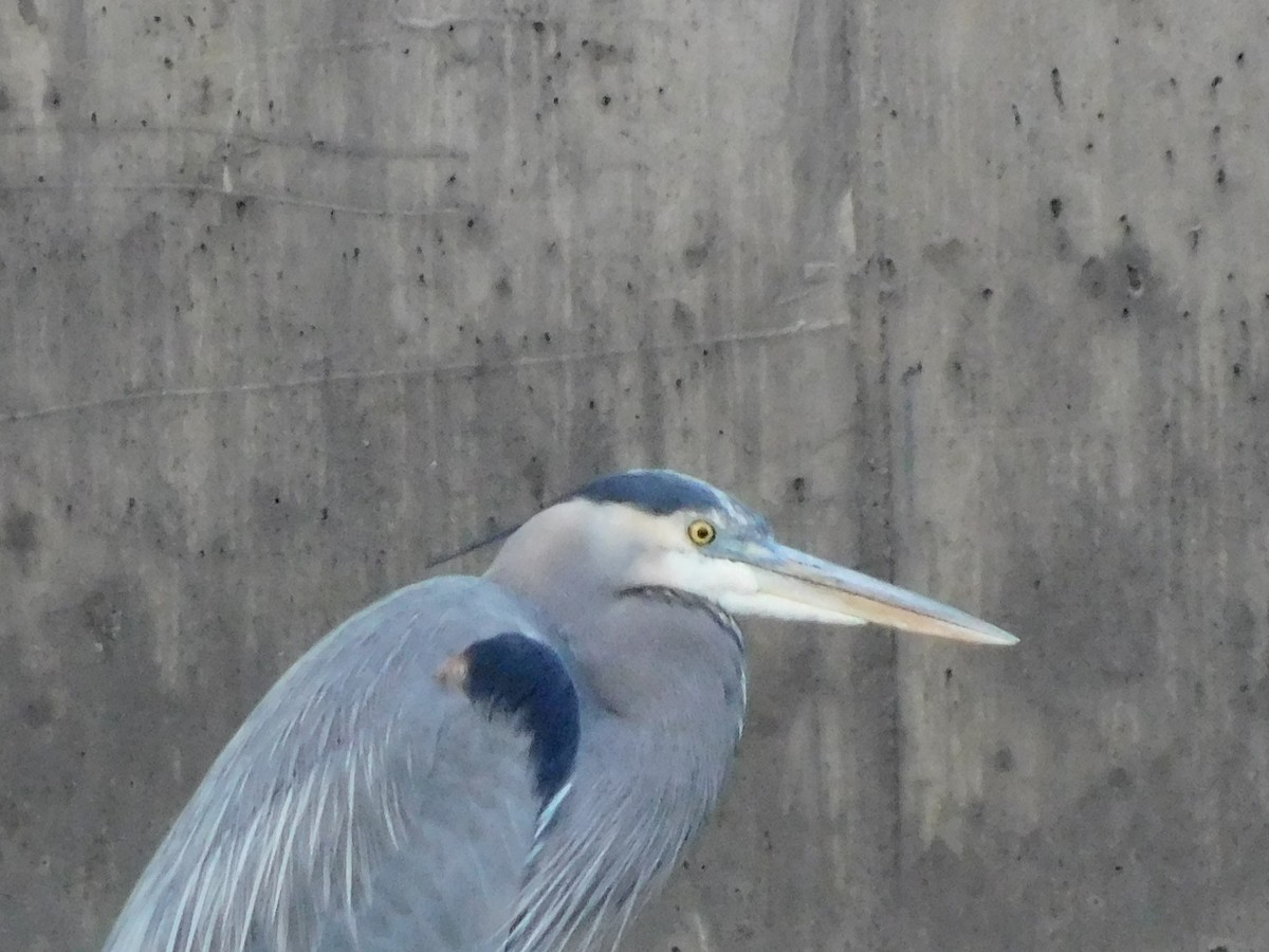 Great Blue Heron - ML646714486
