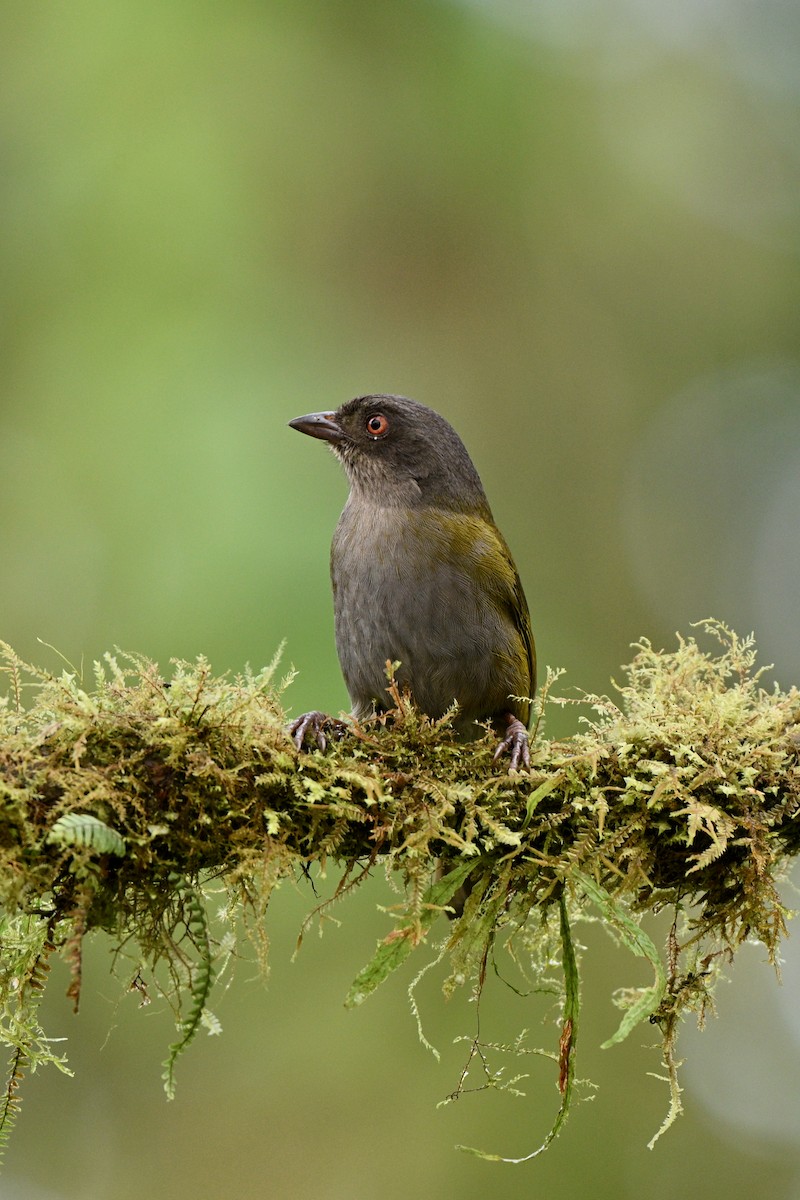 Dusky Chlorospingus - ML646714487