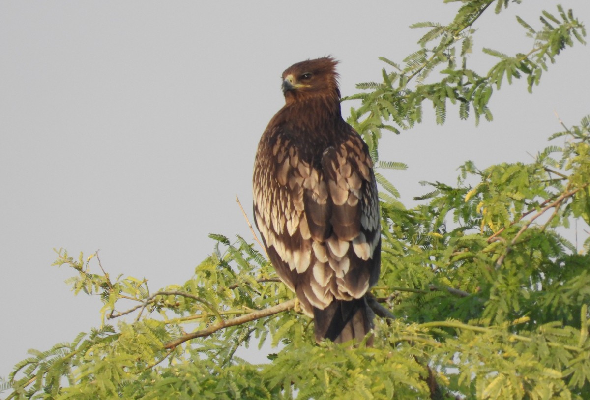 Greater Spotted Eagle - ML646714488