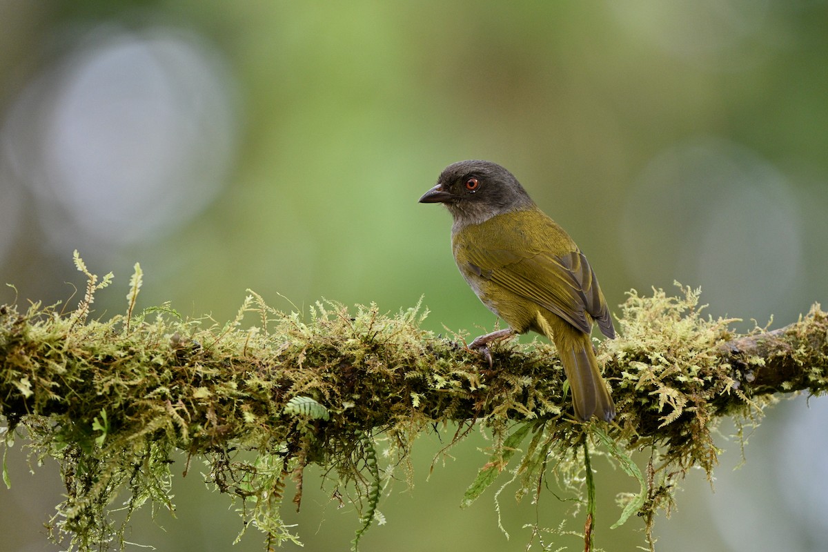 Dusky Chlorospingus - ML646714489
