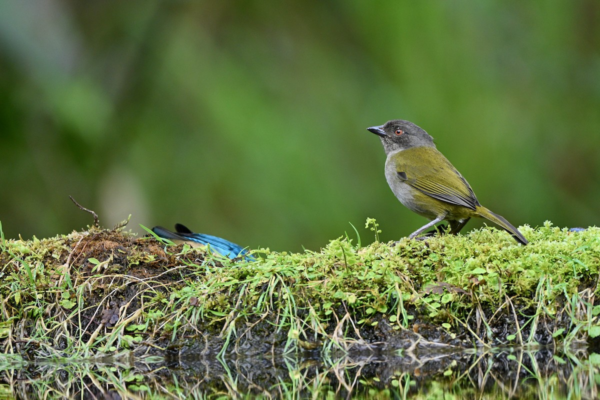 Dusky Chlorospingus - ML646714490