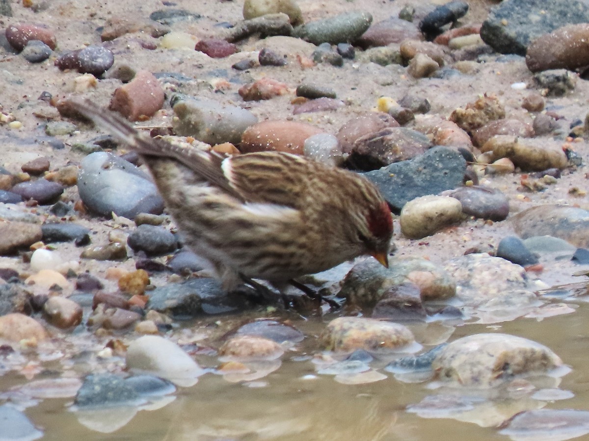 Redpoll (Common) - ML646714506