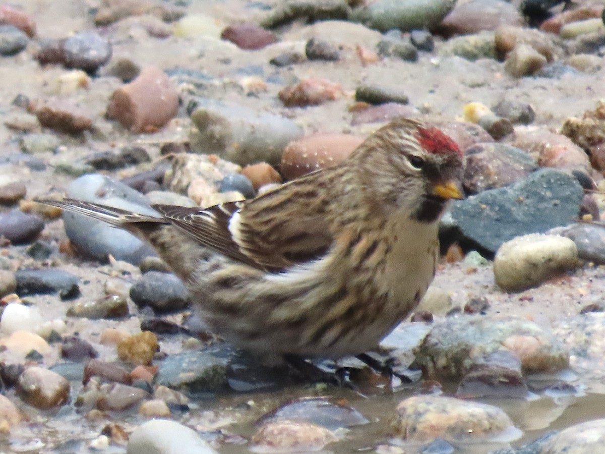 Redpoll (Common) - ML646714507