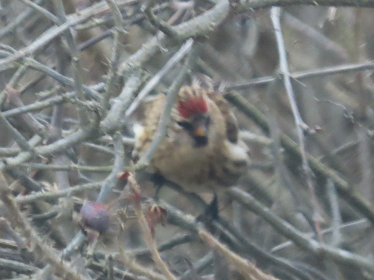 Redpoll (Common) - ML646714508