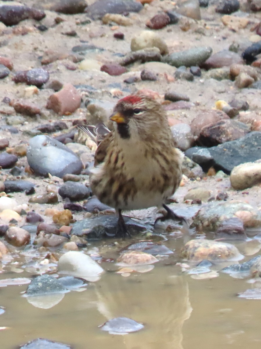 Redpoll (Common) - ML646714509
