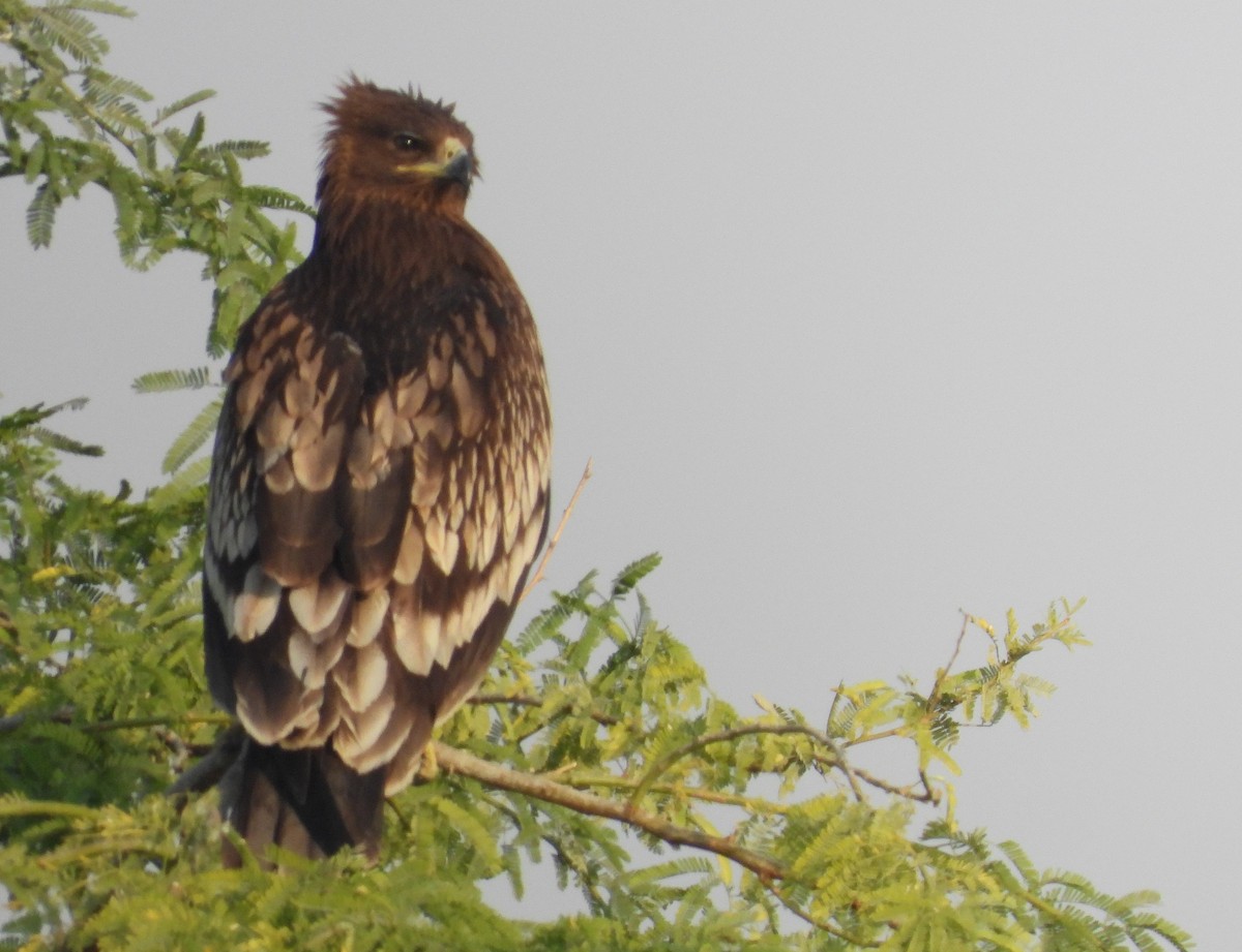 Greater Spotted Eagle - ML646714511