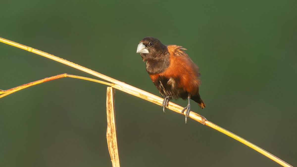 Chestnut Munia - ML646714513