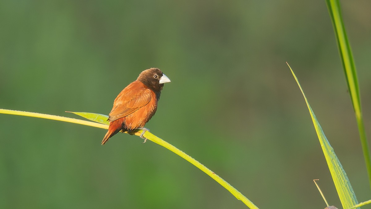 Chestnut Munia - ML646714514