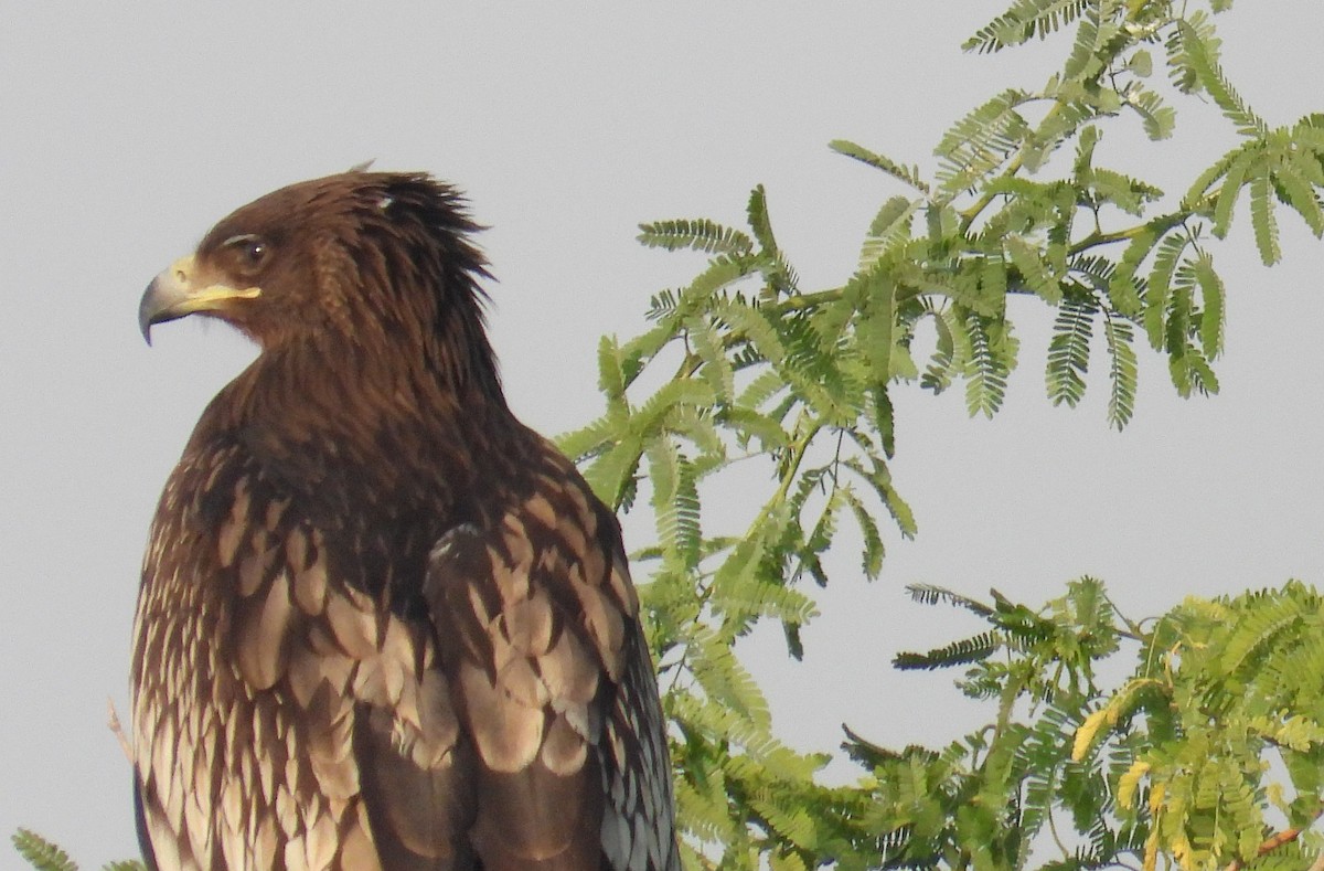 Greater Spotted Eagle - ML646714521