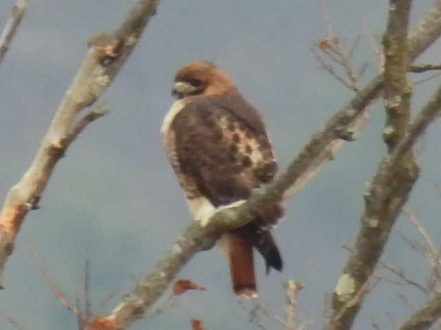 Kızıl Kuyruklu Şahin - ML646714524