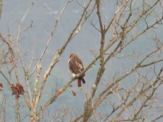 Kızıl Kuyruklu Şahin - ML646714525