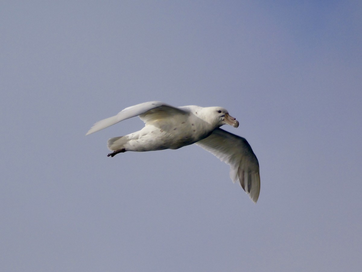 sørkjempepetrell - ML646714527