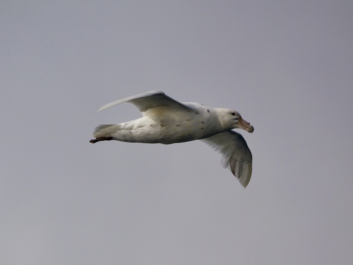 sørkjempepetrell - ML646714529