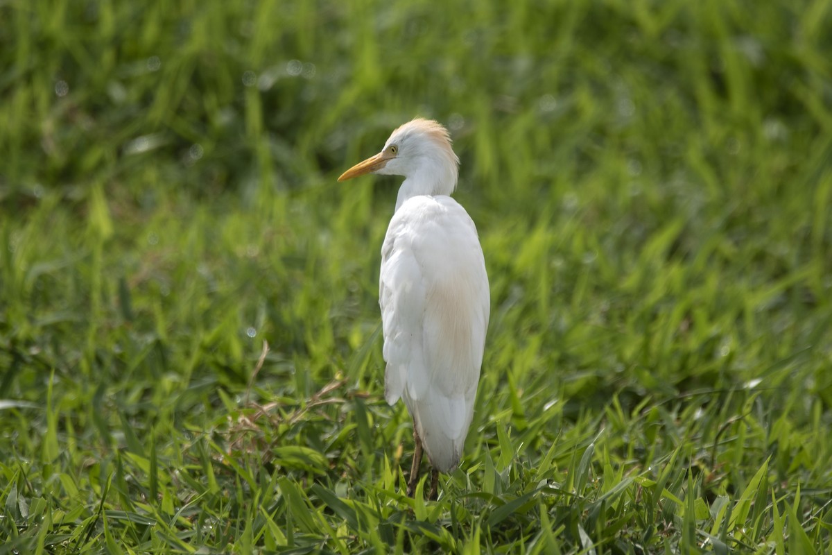 ニシアマサギ - ML646714539