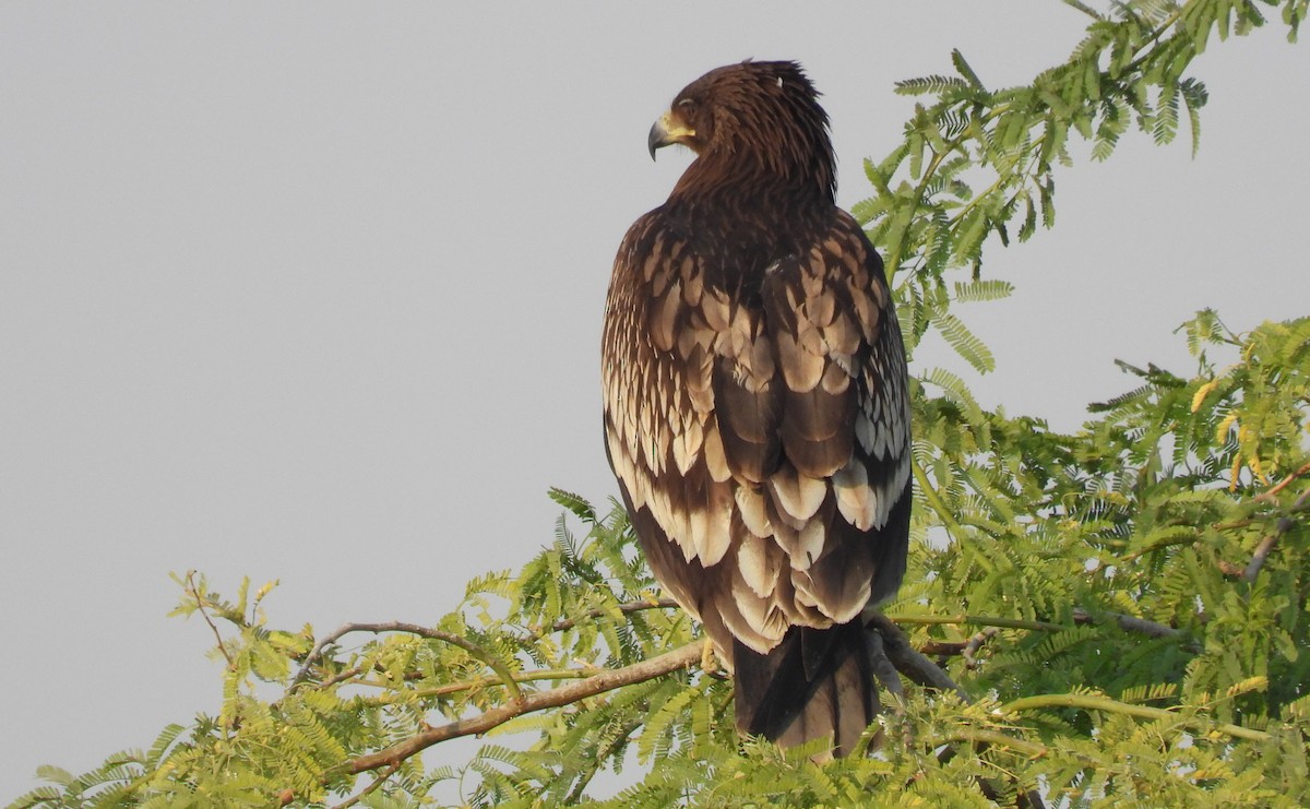 Greater Spotted Eagle - ML646714542