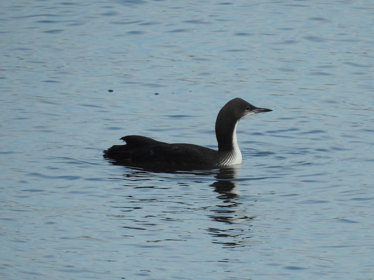 İnce Gagalı Dalgıç - ML646714543