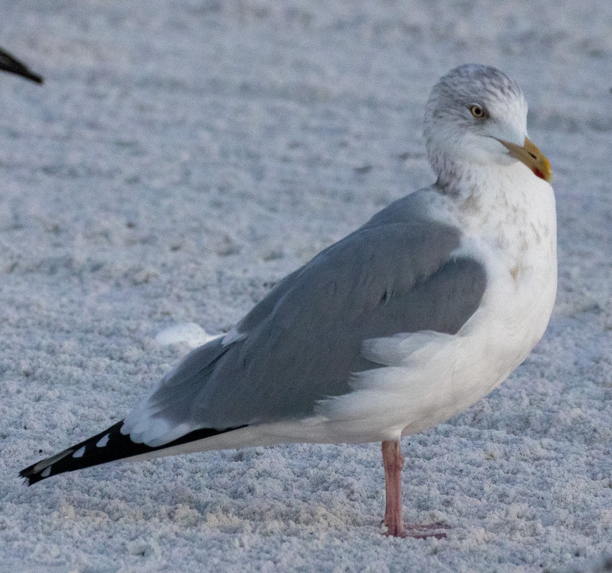 Amerika Gümüş Martısı - ML646714544