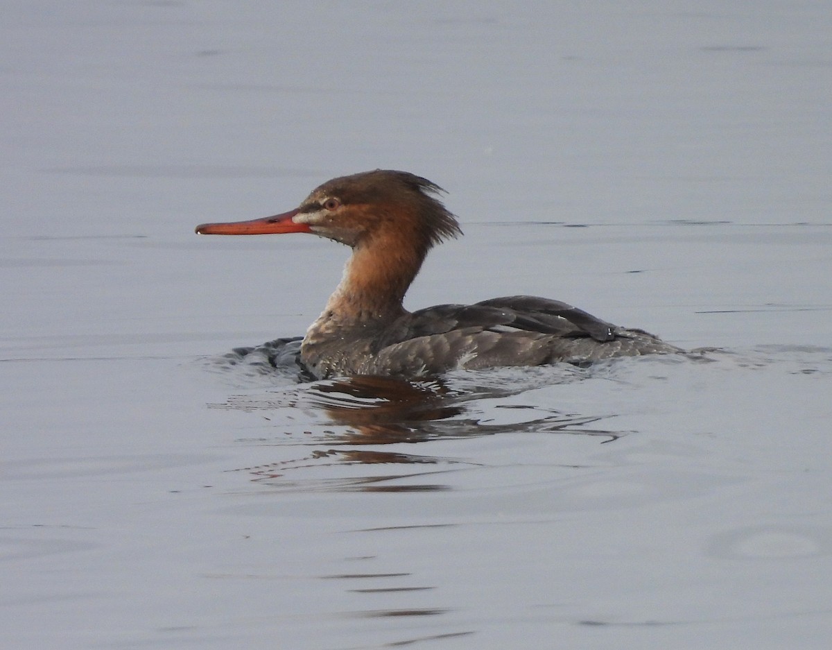 Serreta Mediana - ML646714545