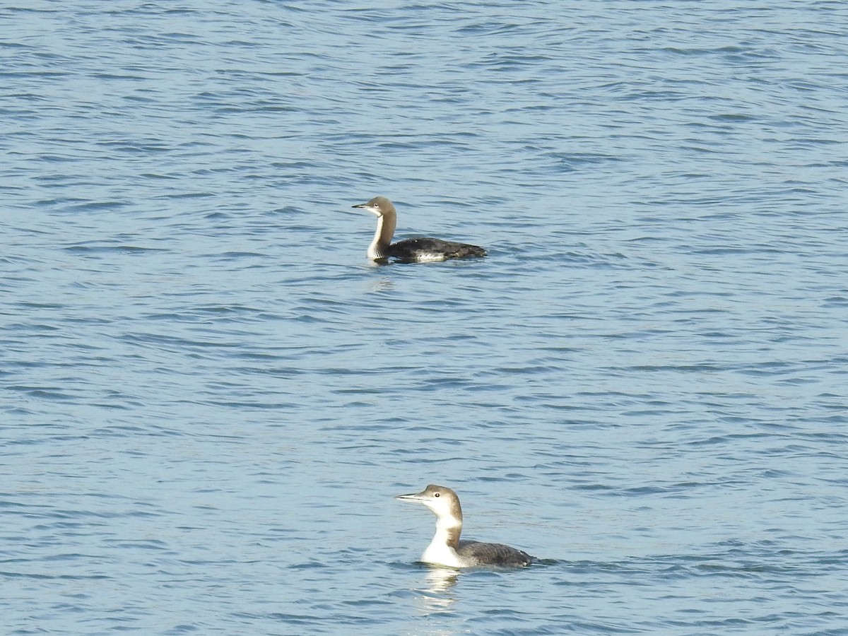 İnce Gagalı Dalgıç - ML646714550