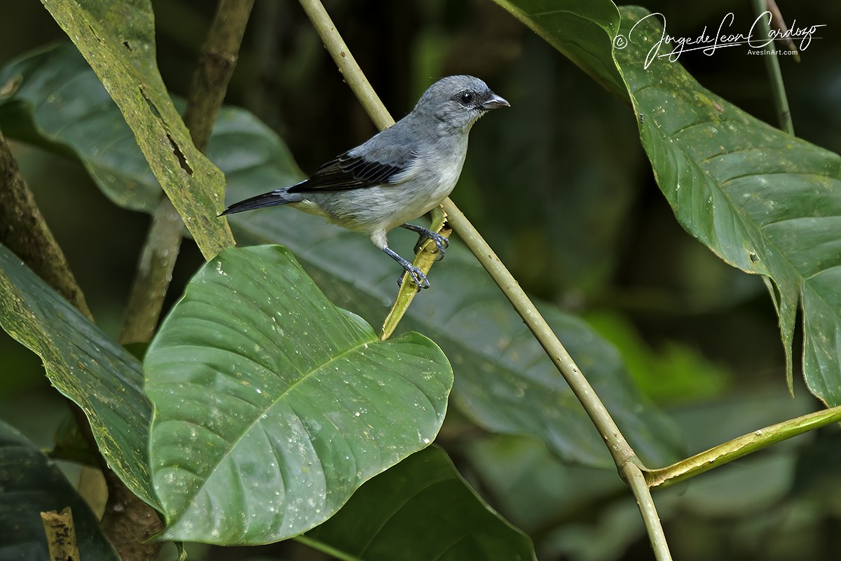 Plain-colored Tanager - ML646714556
