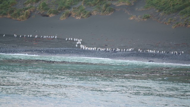 King Penguin - ML646714557