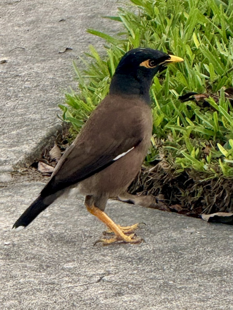 Çiğdeci - ML646714558